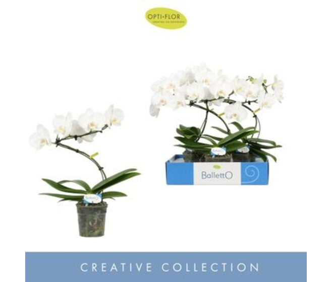 PHALAENOPSIS 1BR BLANC BALLETTO