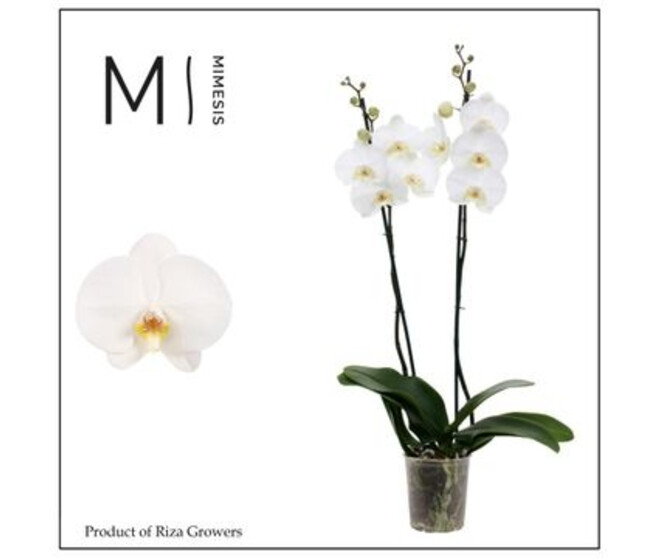 PHALAENOPSIS 2BR BLANC