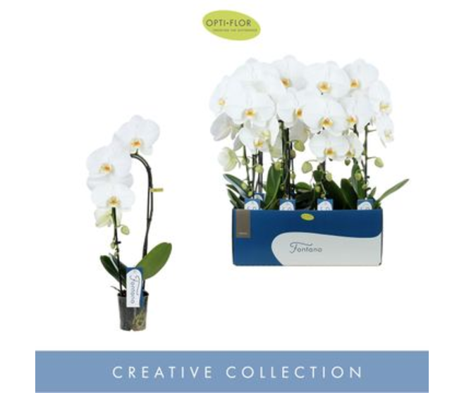 PHALAENOPSIS 1BR BLANC CASCADE