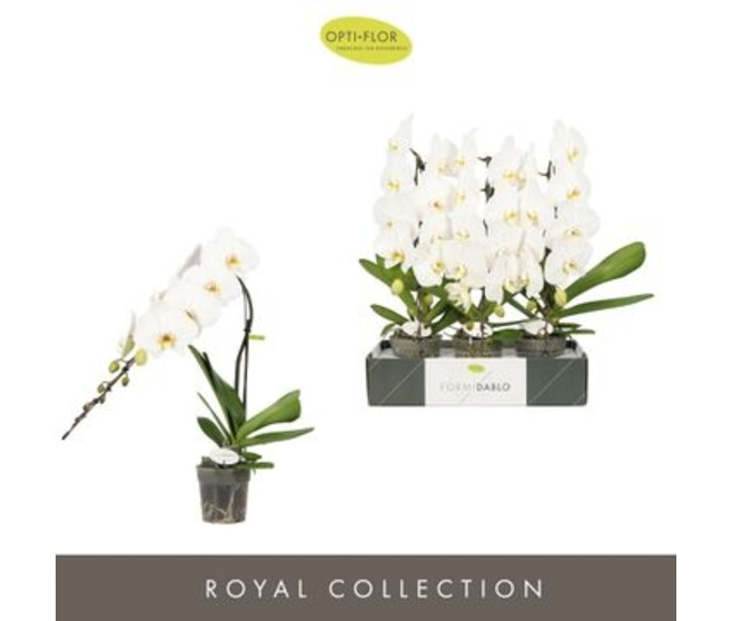 PHALAENOPSIS 1BR BLANC FORMIDABLO
