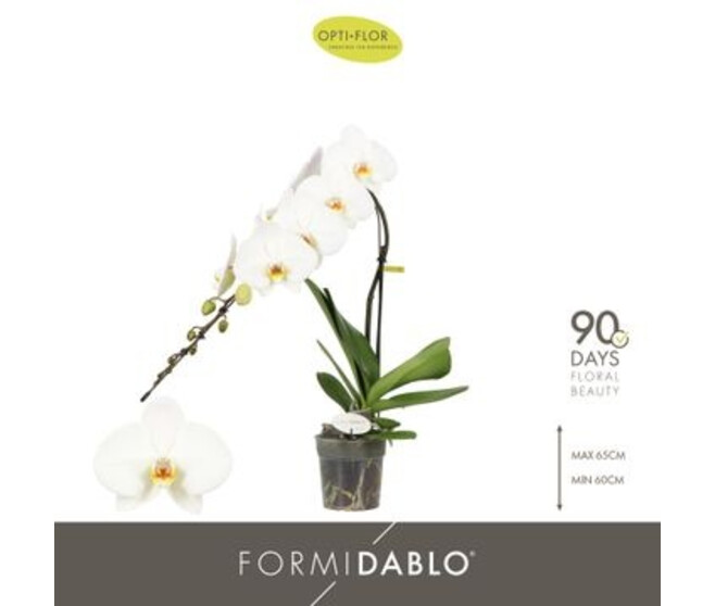 PHALAENOPSIS 1BR BLANC FORMIDABLO