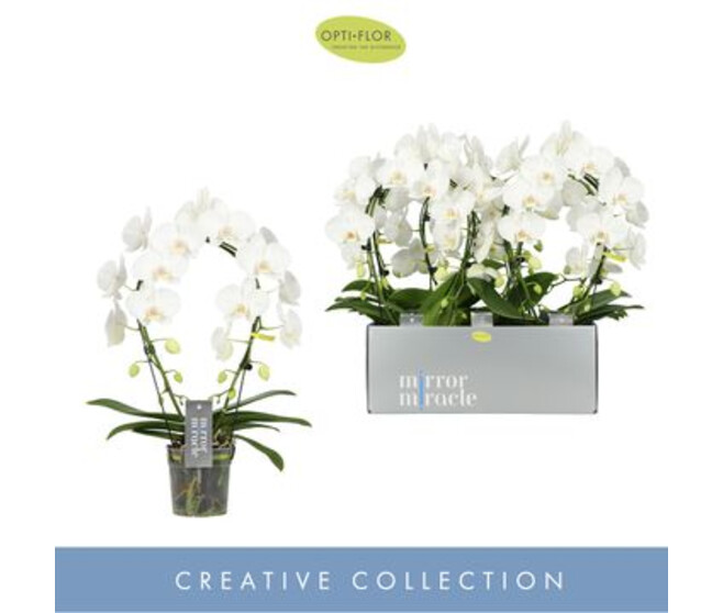 PHALAENOPSIS 2BR BLANC ARCEAU