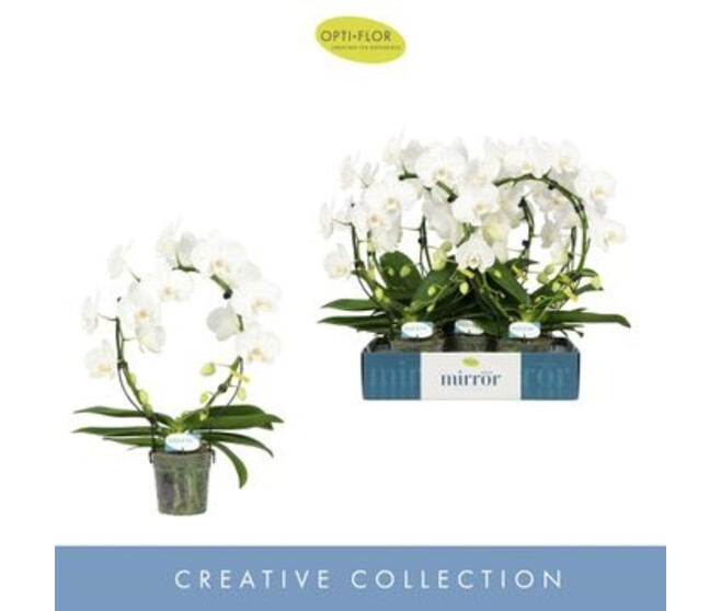 PHALAENOPSIS 2BR BLANC ARCEAU