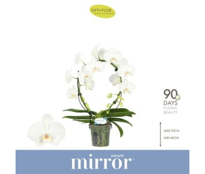 PHALAENOPSIS 2BR BLANC ARCEAU