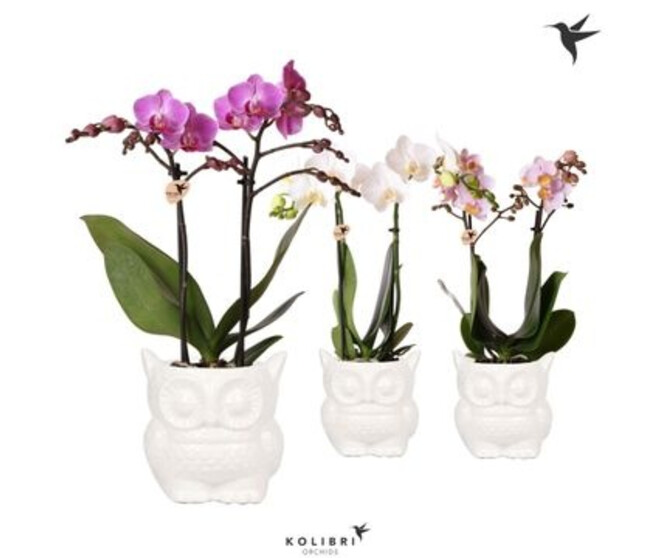 PHALAENOPSIS 2BR MF VARIE CERAM