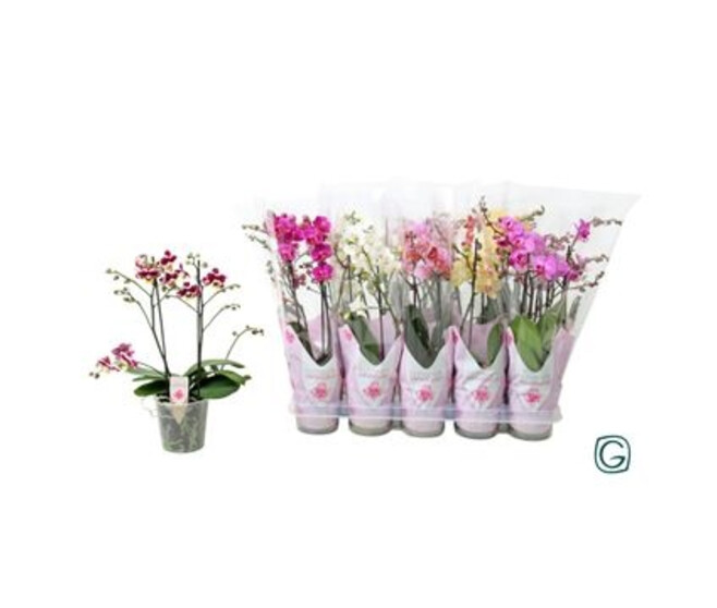 PHALAENOPSIS 2BR VARIE