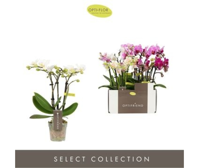 PHALAENOPSIS 3BR VARIE