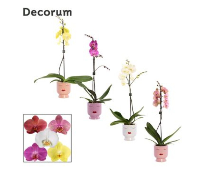 PHALAENOPSIS 1BR VARIE CERAM
