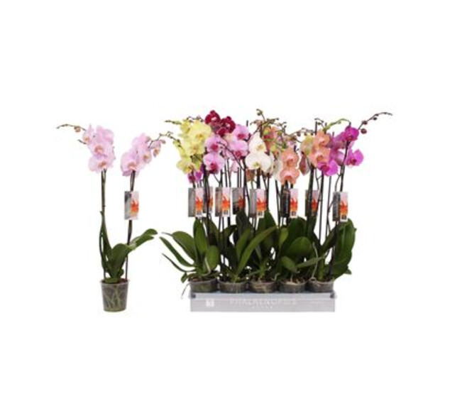 PHALAENOPSIS 2BR VARIE
