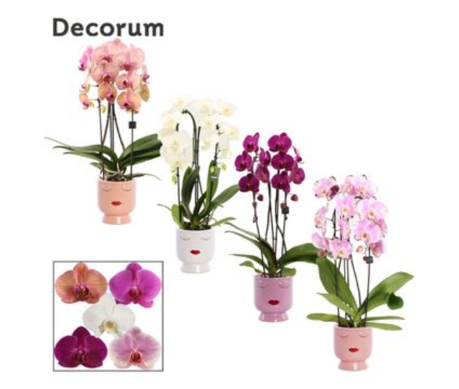 PHALAENOPSIS 2BR CASCADE VARIE CERAM