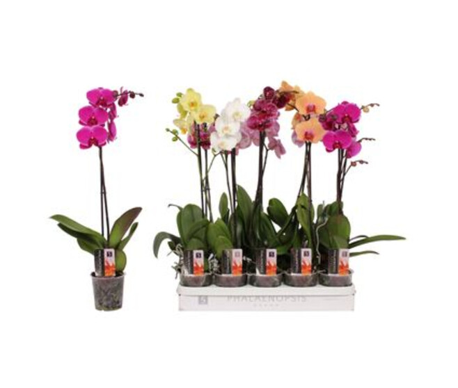 PHALAENOPSIS 1BR RAMIFIE VARIE