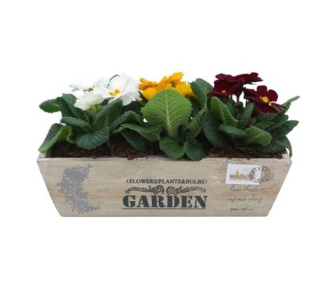 PRIMEVERE ACAULIS X3 JARD BOIS