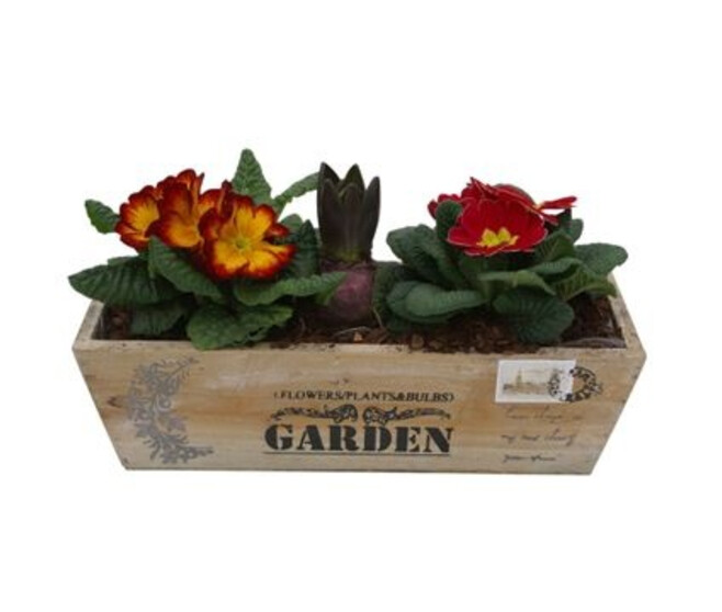 PRIMEVERE X2 JACINTHE X1 JARD BOIS