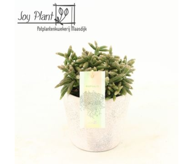 RHIPSALIS HORRIDA CERAM