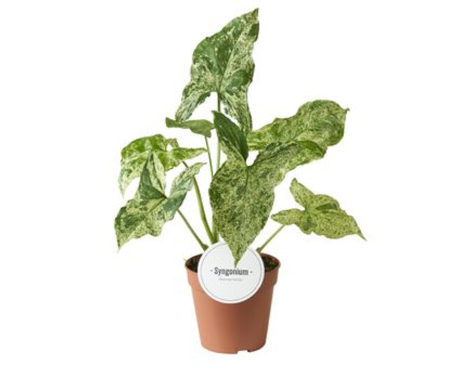 SYNGONIUM