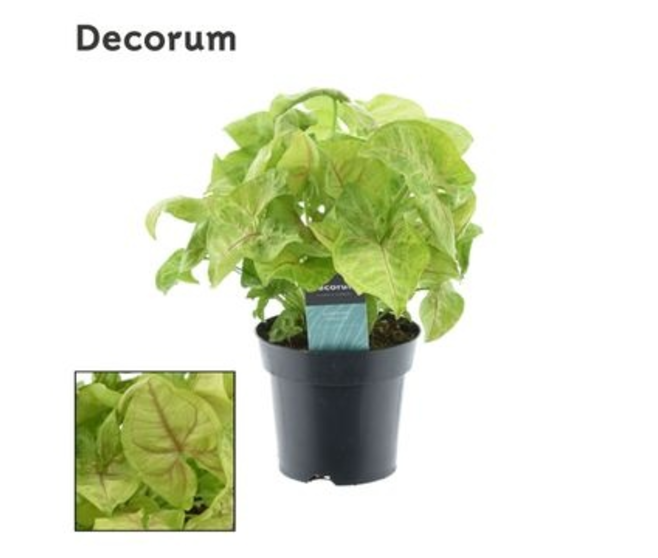 SYNGONIUM