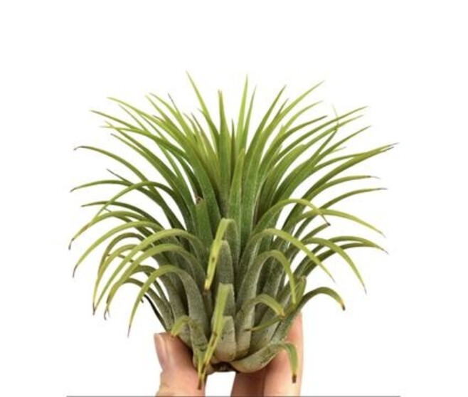 TILLANDSIA VRAC