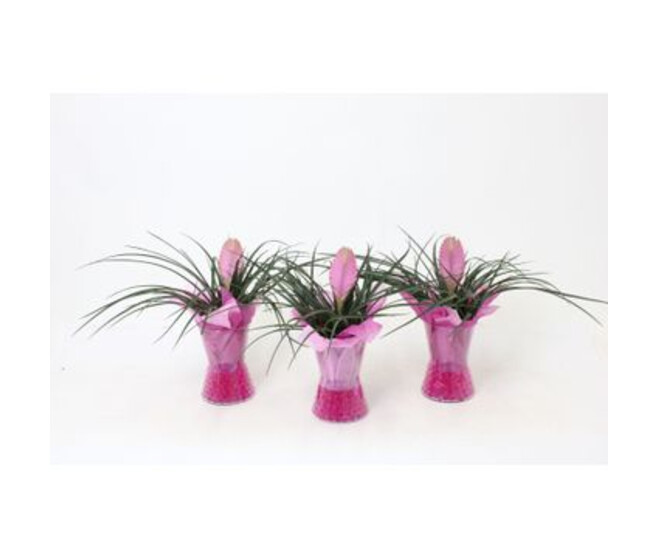 TILLANDSIA VERRE GEL