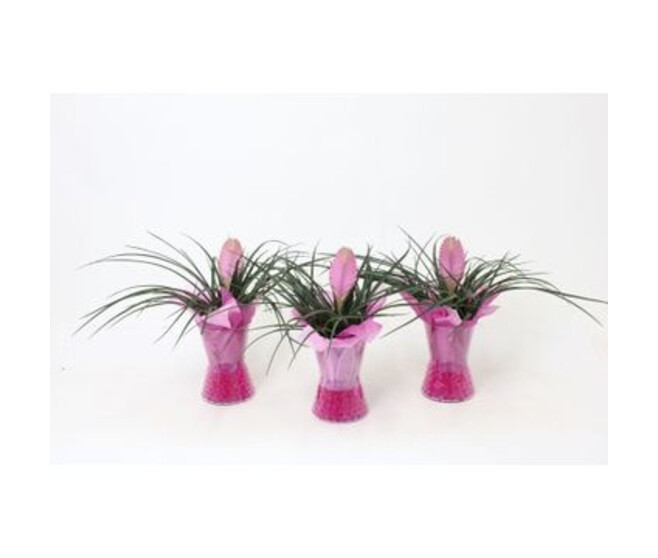 TILLANDSIA VERRE GEL