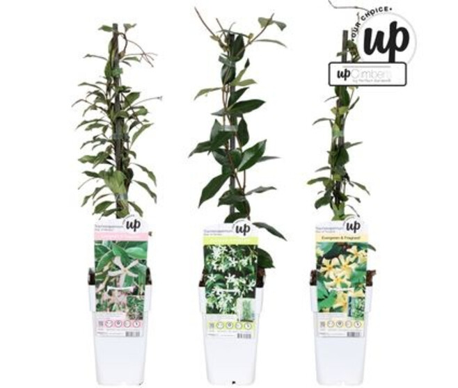 TRACHELOSPERMUM JASMINOIDES