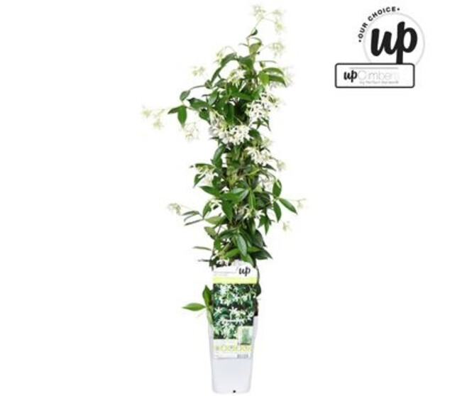 TRACHELOSPERMUM JASMINOIDES