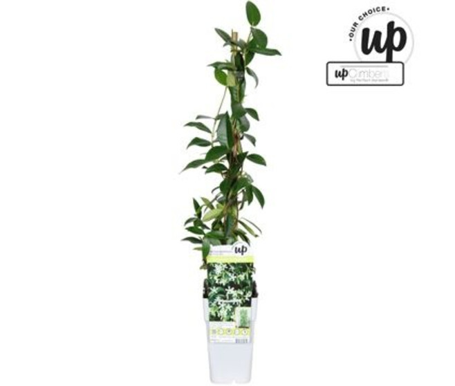 TRACHELOSPERMUM JASMINOIDES