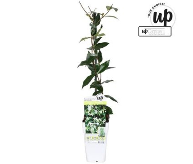 TRACHELOSPERMUM JASMINOIDES