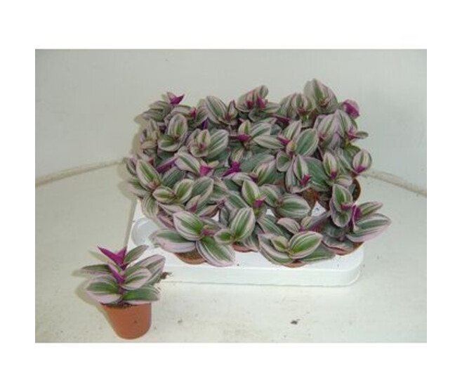 TRADESCANTIA NANOUK