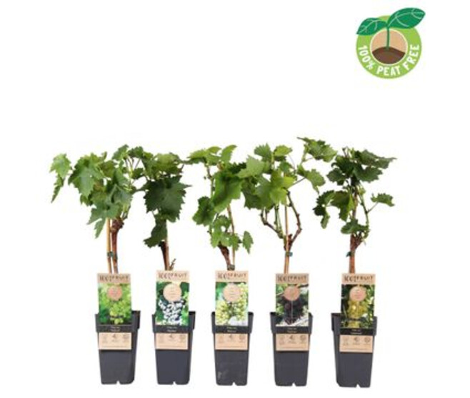 VITIS VIGNE VARIEE