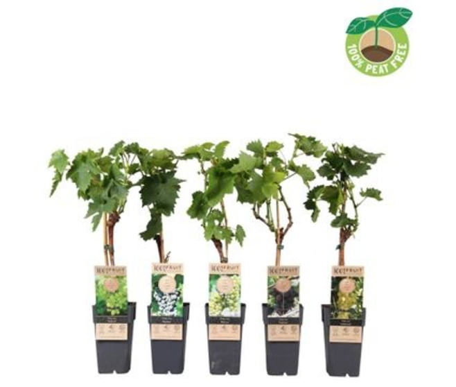 VITIS VIGNE VARIEE
