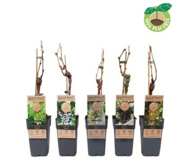 VITIS VIGNE VARIEE