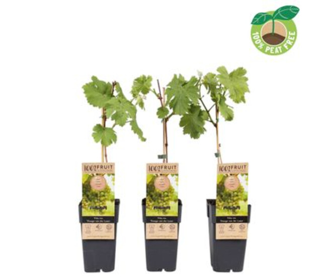 VITIS VIGNE VAN DER LAAN
