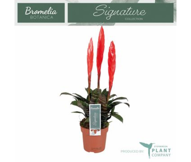 VRIESEA 3PP ROUGE ERA