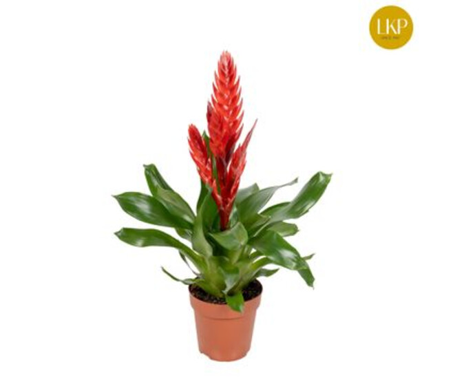 VRIESEA ROUGE STYLE