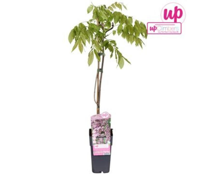 WISTERIA FLORIBUNDA ROSE