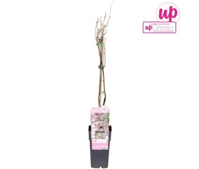 WISTERIA FLORIBUNDA ROSE