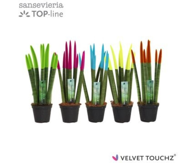 SANSEVIERIA CYLINDRICA PEINTURE