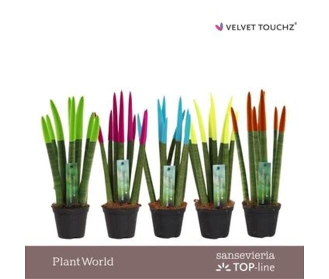 SANSEVIERIA CYLINDRICA PEINTURE