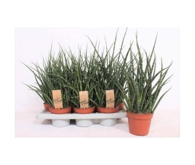 SANSEVIERIA FERNWOODS