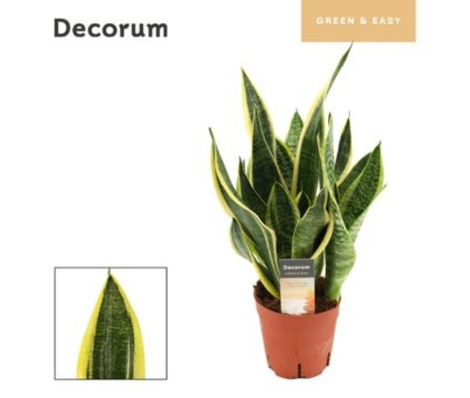 SANSEVIERIA FUTURA SUPERBA