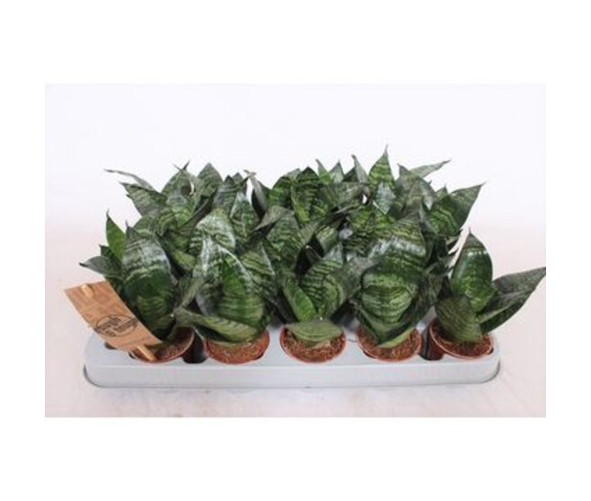 SANSEVIERIA HAHNII