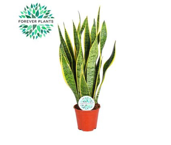 SANSEVIERIA LAURENTII
