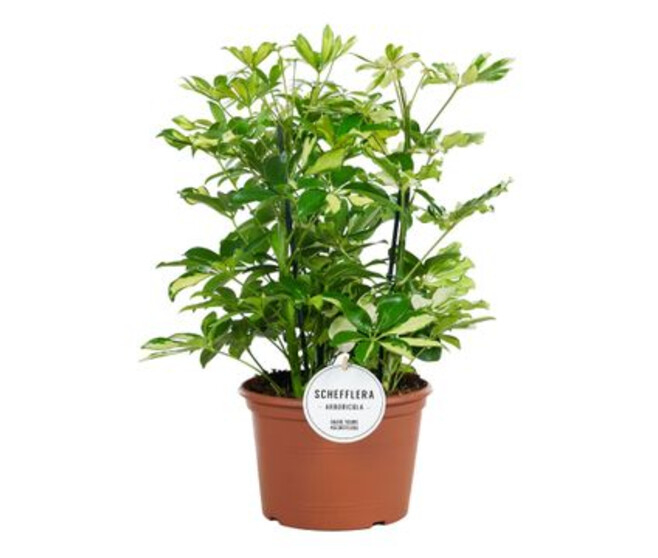 SCHEFFLERA 3PP TRICOLOR