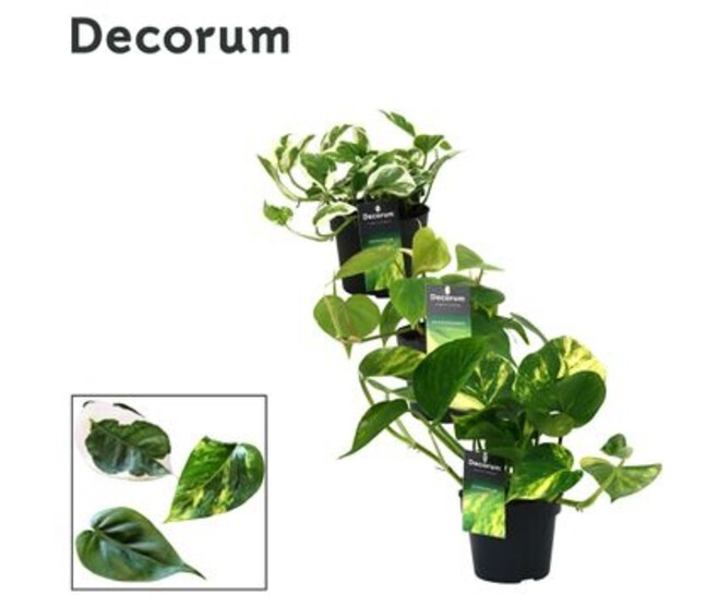 SCINDAPSUS VARIE