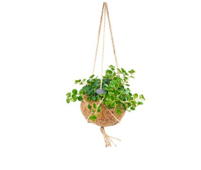 SEDUM P COCO SUSP