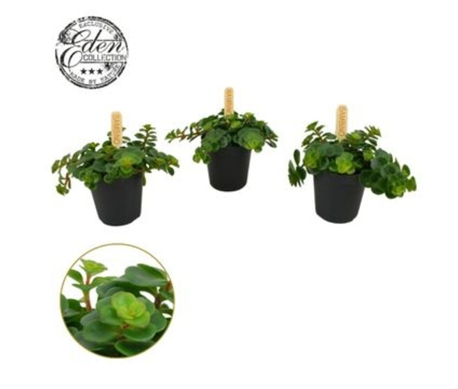 SEDUM MAKINOI TORNADO