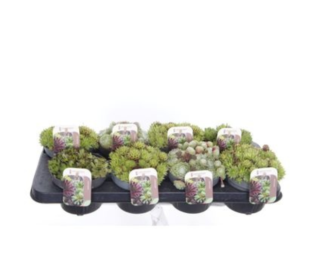 SEMPERVIVUM VARIE