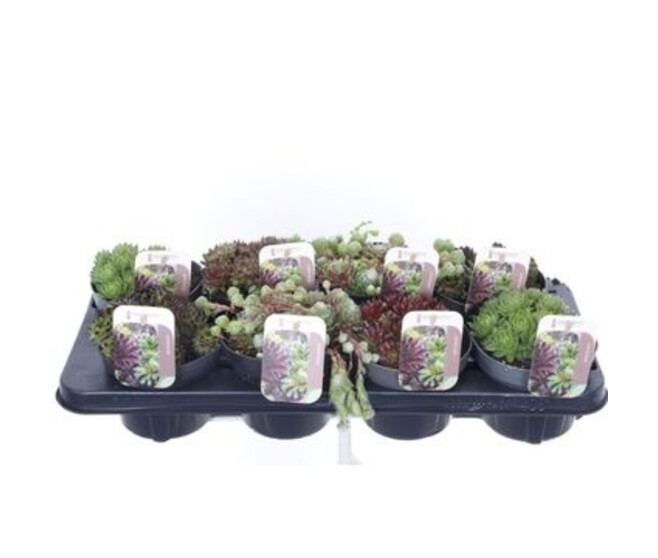 SEMPERVIVUM VARIE
