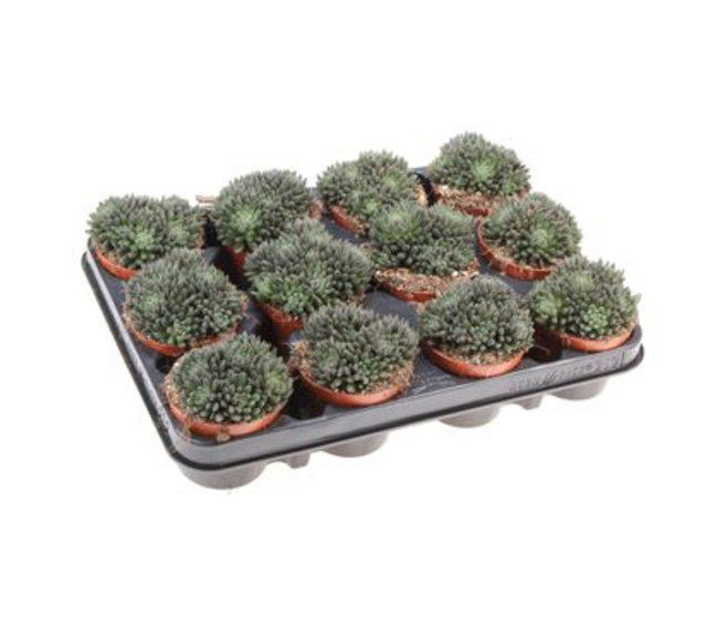 SINOCRASSULA YUNNANE