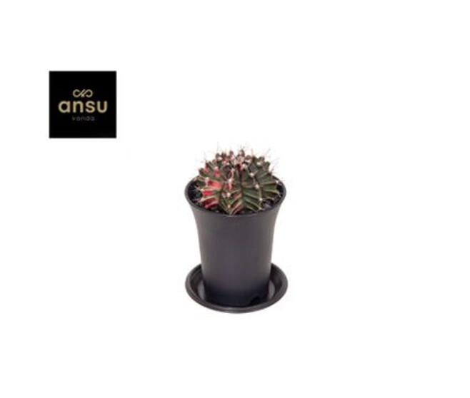CACTUS 2COULEURS